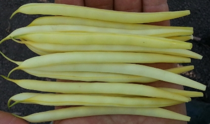 Picture of Dwarf French Bean - Dior